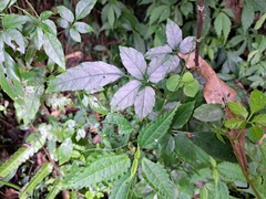 Causonis corniculata