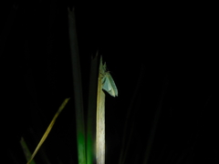 Poecilasthena pulchraria