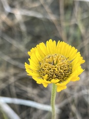 Helenium pinnatifidum