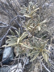 Eriodictyon trichocalyx