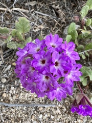 Abronia villosa