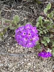 Abronia villosa
