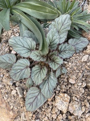 Phacelia campanularia