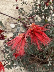 Calliandra californica