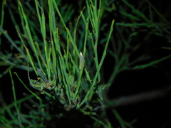 Eochrois callianassa