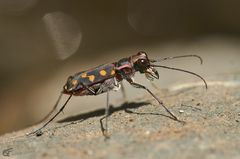 Cicindela sedecimpunctata