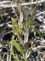 Thysanocarpus curvipes