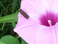 Homalodisca insolita