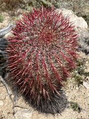 Ferocactus gracilis