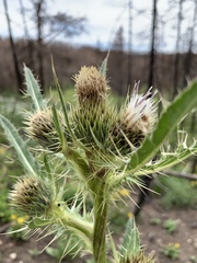 Cirsium centaureae