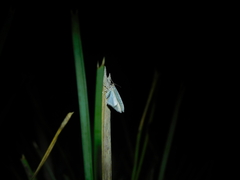 Poecilasthena pulchraria