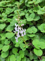 Plectranthus verticillatus