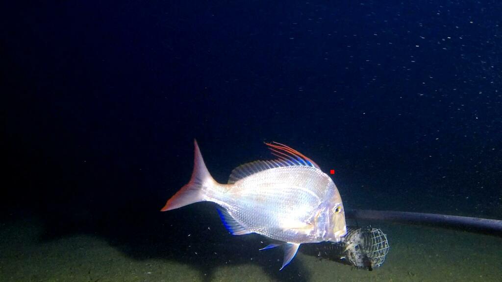 Bowen snapper (Argyrops spinifer) — Sparidae