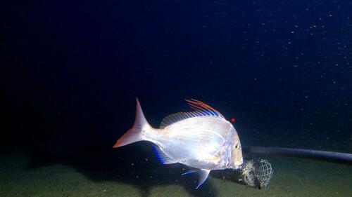 Bowen snapper (Argyrops spinifer) — Sparidae