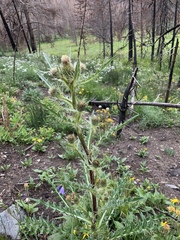 Cirsium centaureae