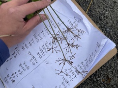 Fimbristylis dichotoma