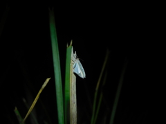 Poecilasthena pulchraria