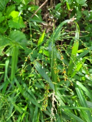 Panicum deustum