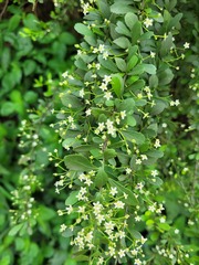 Gymnosporia harveyana