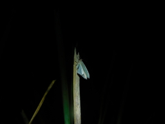 Poecilasthena pulchraria