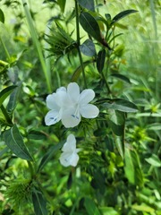 Barleria elegans orientalis