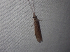 Triplectidinae