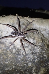 Dolomedes dondalei