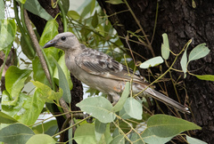 Chlamydera nuchalis