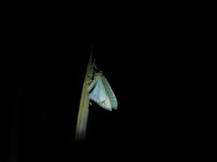 Poecilasthena pulchraria