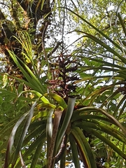 Dracophyllum elegantissimum
