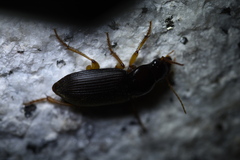 Harpalina
