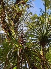Dracophyllum elegantissimum