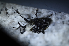 Eucryptorrhynchus brandti