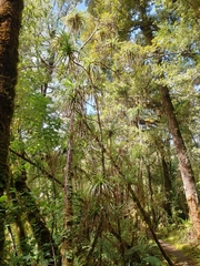 Dracophyllum elegantissimum