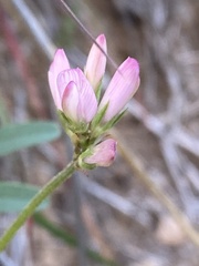 Onobrychis montana
