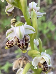 Ophrys umbilicata