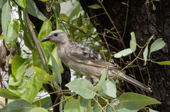 Chlamydera nuchalis