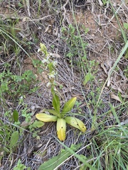 Ophrys umbilicata