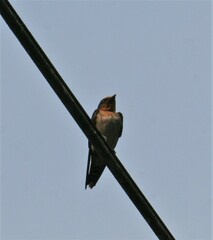 Hirundo