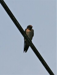 Hirundo