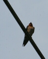 Hirundo