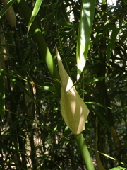 Phlebodium aureum