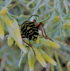 Megacyllene robiniae