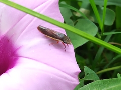 Homalodisca insolita