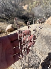 Dudleya saxosa