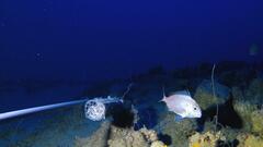 Argyrops megalommatus