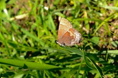 Callophrys henrici