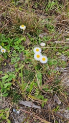 Erigeron quercifolius