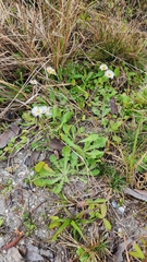 Erigeron quercifolius