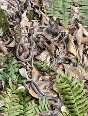 Thamnophis saurita septentrionalis